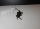 Camera Module Wiring Connector 0425459228 03-09 Mercedes Benz W211 E350 2PCS. Fixed Price $25.00.