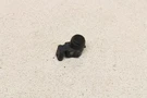 Mini Cooper Rear Park Distance Control Sensor Pdc R56 R55 R57 R60 Oem 2011-2015. Fixed Price $9.99.